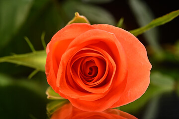 Closeup of an orange rose in a studio setup showing the stunning textures and patterns in nature