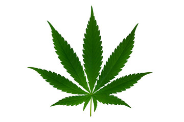 green marijuana leaf on transparent background .png transparent background image cannabis leaf...