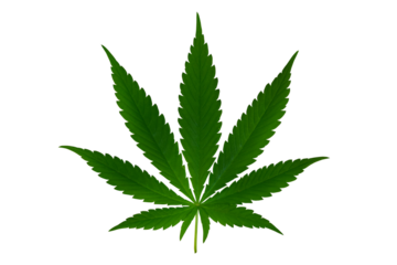 green marijuana leaf on transparent background .png transparent background image cannabis leaf illustration