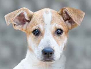 Obraz premium A portrait of an adorable puppy looking straight at the camera, on a grey background