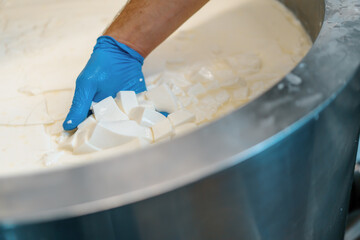 milk mixing at cheese factory cheese maker checks cheese by hand in large tank Pasteurization...