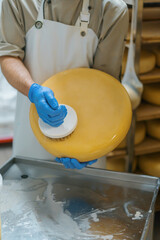 Male hands in gloves cleaning cheese by brush in warehouse of milky farm Dairy production Successful agriculture business