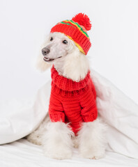 Obraz premium A white poodle dressed up in a knitted sweater and a hat sitting on the bed under a blanket