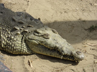 crocodile
