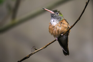 Rivoli's hummingbird sitiing on branch. Eugenes fulgens Female