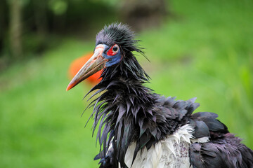 Asian woolly-necked stork. Ciconia episcopus. High quality photo