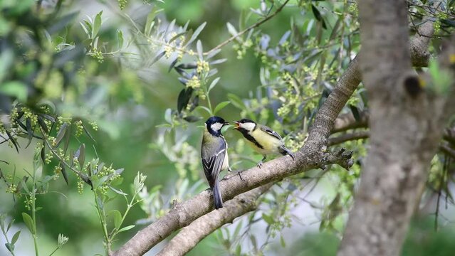 A vibrant Great Tit feeds its eager juvenile on an olive tree branch, South of France