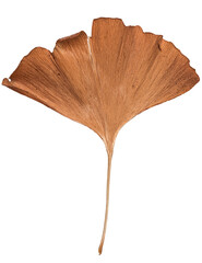One single Ginkgo biloba tree leaf, seasonal natural autumn colors, isolated cut out on white or transparent background
