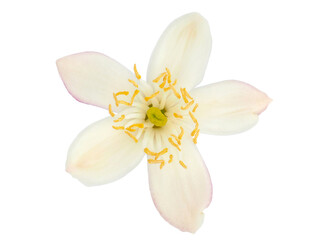 Fototapeta na wymiar Lemon tree flower isolated on white background, Citrus × limon