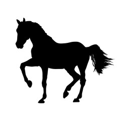 Horse silhouette isolated on white background. vector illustration