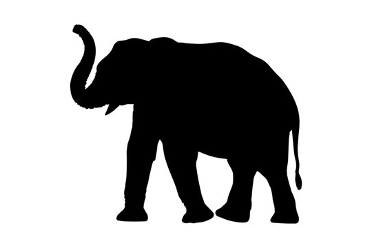 Elephant silhouette isolated on white background. vector illustration