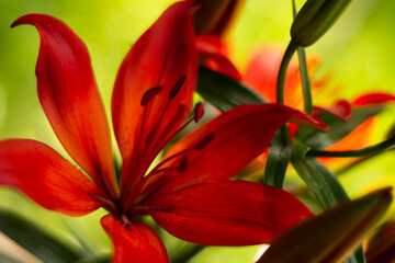 Fototapeta premium irises in the garden, flowers in the garden, flowers close-up