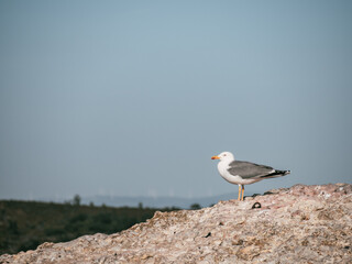 Photograph of a beautiful western gull perched on a rock on the coast of Portugal. Forest with windmills in the background.