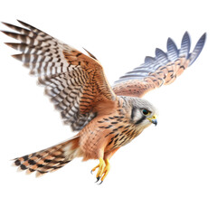 Fototapeta premium an American Kestrel, in flight, 3/4 and side views, a bird of prey, smallest falcon, falconry, aerial hunter Nature-themed, photorealistic illustrations in a PNG, cutout, and isolated. Generartive AI