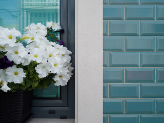 detail of petunias blooming in a pot on a window sill. rectangular blue tiled wall. white flowers.