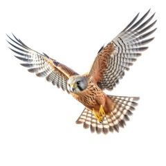 Fototapeta premium an American Kestrel, in flight, 3/4 view, a bird of prey, piercing eyes, falconry, aerial hunter Nature-themed, photorealistic illustrations in a PNG, cutout, and isolated. Generative AI