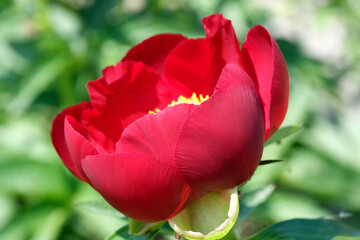 Beautiful flower blooming peony