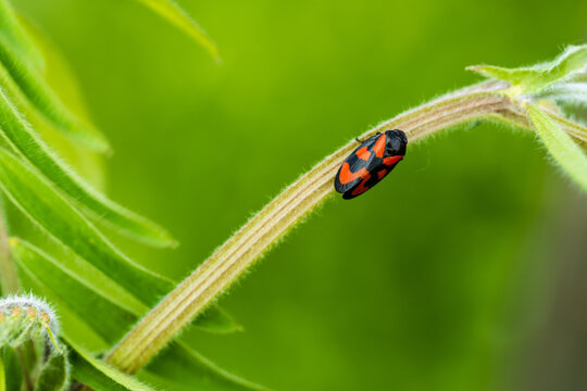 La biodiversit&eacute; vibrante du vignoble alsacien : le cercope sanguin, CeA, Alsace, Grand Est, France