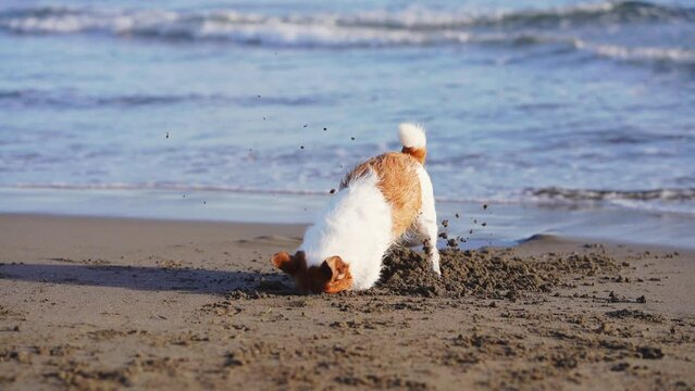 dog digs sand on the beach. Funny pet in nature. Active and funny Jack Russell Terrier