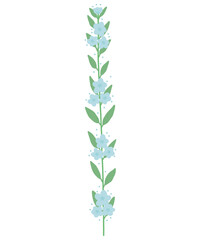 soft blue flower vine