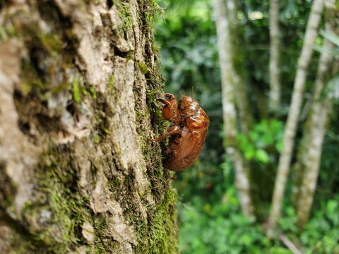 Cicadoidea, cascara de cigarra