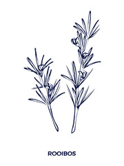 Rooibos vector hand drawn illustration. Herbal tea plant on white background.