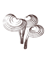 Reishi vector line art illustration. Medicinal mushroom sketch on white background.