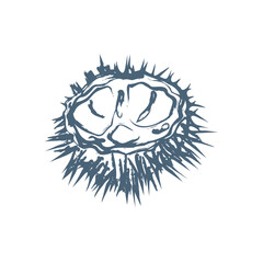 Sea urchin hand drawn vector illustration. Sea food line art sketch. Good for packaging, menu design or label decoration.