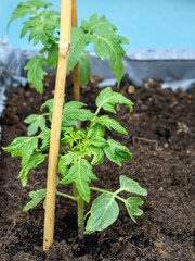 tomato seedlings growing in a garden 