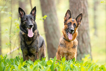 Two Beautiful black and tan and sable German shepherd portrait with open mouth and tongue out, outdoor, green blurred background, green spring grass