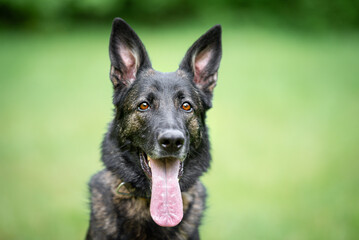 Beautiful sable german shepherd portrait with open mouth and tongue out, outdoor, green blurred background, green spring grass