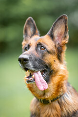 Beautiful black and tan german shepherd portrait with open mouth and tongue out, outdoor, green blurred background, green spring grass