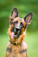 Beautiful black and tan german shepherd portrait with open mouth and tongue out, outdoor, green blurred background, green spring grass