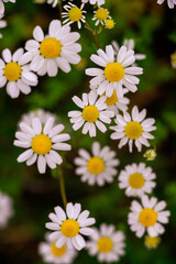 chamomile field macro  white flowers  background morning sun close up. Herbal medicine. Chamaemelum nobile Roman Alternative Spring Daisy. Beautiful meadow  herbal infusions beverages