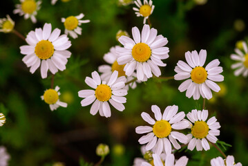 Fototapeta premium chamomile field macro white flowers background morning sun close up. Herbal medicine. Chamaemelum nobile Roman Alternative Spring Daisy. Beautiful meadow herbal infusions beverages