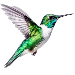 Fototapeta premium A green and white hummingbird in flight on a transparent background. Generative AI