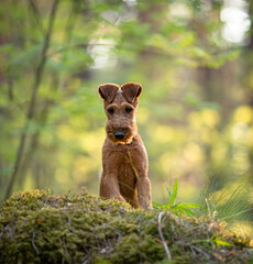 Beautiful irish terrier puppy portrait outdoor, green blurred background in the forest, on the moss