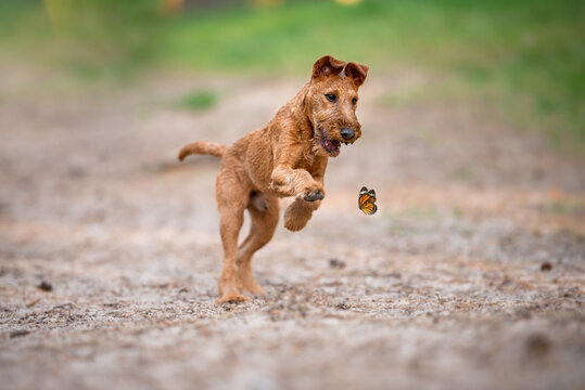 Beautiful irish terrier puppy playing outdoor on the sand,  catching a butterfly in a jump, blurred background in the forest