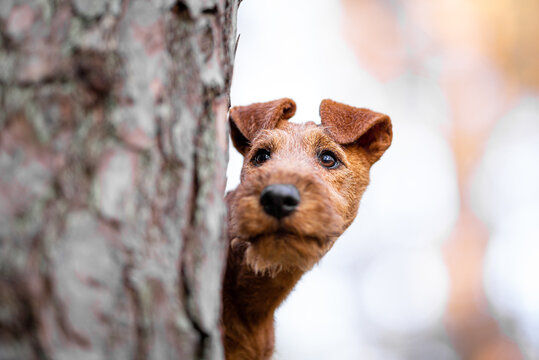 Beautiful irish terrier puppy portrait outdoor, white blurred background in the forest, near the tree pine bark