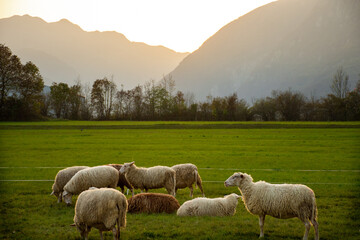 Obraz premium GRAZING SHEEPS
