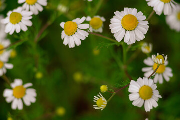 chamomile field macro  white flowers  background morning sun close up. Herbal medicine. Chamaemelum nobile Roman Alternative Spring Daisy. Beautiful meadow  herbal infusions beverages