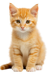Fototapeta premium An adorable orange and white kitten sitting on a transparent background. Generative AI