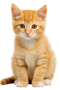 An adorable orange and white kitten sitting on a transparent background. Generative AI
