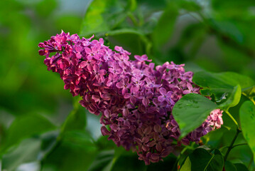 Syringa vulgaris, the lilac or common lilac Blooming purple flowers green background, close up branch Bouquet  garden beautiful wallpaper delicate PARFUMS Selective focus cluster smell copy space.