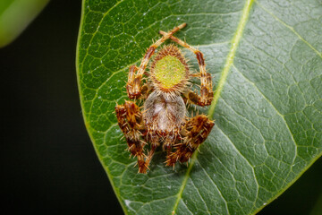 Tropical Orb Weaver Spider Curled Up on a Leaf