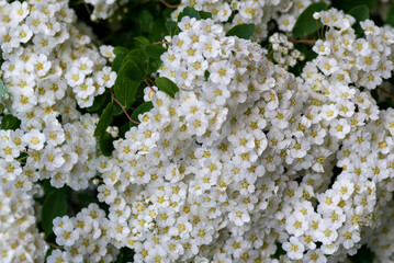 Spring blooming shrub many white flowers - Spirea vanhouttei (Spiraea cantoniensis). Reeve's Bridalwreath spirea Meadowsweet Double White May copy space