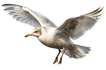 Fototapeta premium A seagull in flight with transparent background. Generative AI