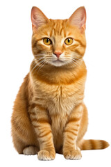 Obraz premium An orange tabby cat sitting and staring at the viewer. Generative AI