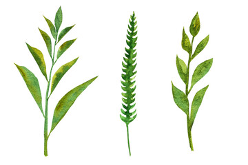 Watercolor illustration of a twig with green leaves.