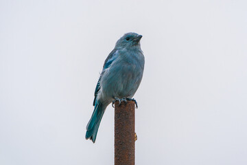 Blue-gray tanager